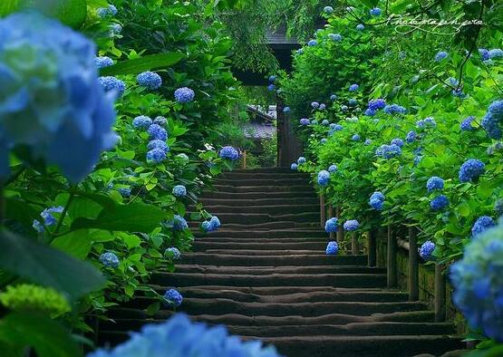 繡球花夏季怎么養(yǎng)，六個方法教你安然度夏