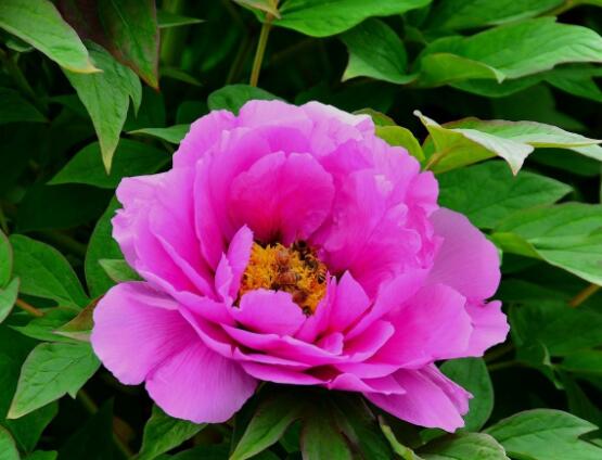 牡丹花為什么不能進(jìn)家門，生長(zhǎng)環(huán)境不適/風(fēng)水氣勢(shì)強(qiáng)大(危害性強(qiáng))