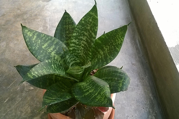 虎皮蘭常見(jiàn)問(wèn)題的解決辦法