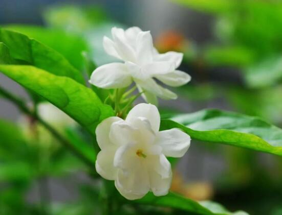 茉莉花的養(yǎng)殖方法，老總總結(jié)七大基本養(yǎng)殖方法