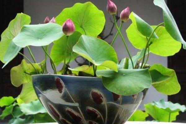 荷花花期怎么養(yǎng)護(hù)，保證光照以及養(yǎng)分充足