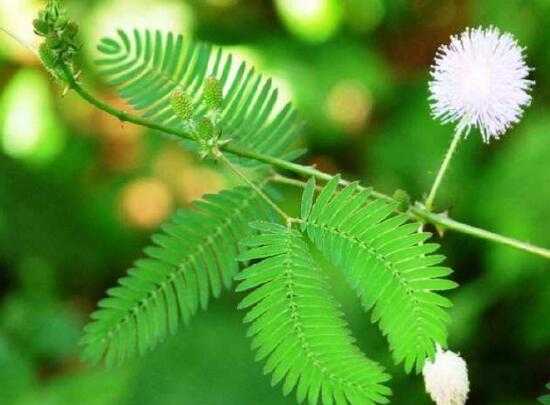 含羞草怎么養(yǎng)，含羞草的養(yǎng)殖方法和注意事項