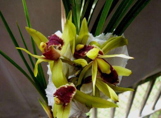 蘭花的種類有哪些，蘭花品種及圖片大全