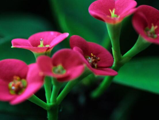 虎刺梅擺放風(fēng)水，陽臺(tái)與庭院風(fēng)水寓意最好(避兇化煞)