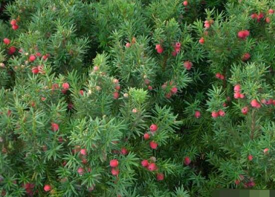 紅豆杉怎么繁殖，紅豆杉繁殖方法