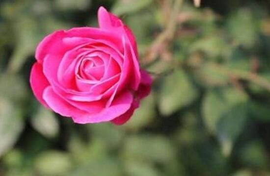 月季花怎么養(yǎng)，月季花的養(yǎng)殖方法