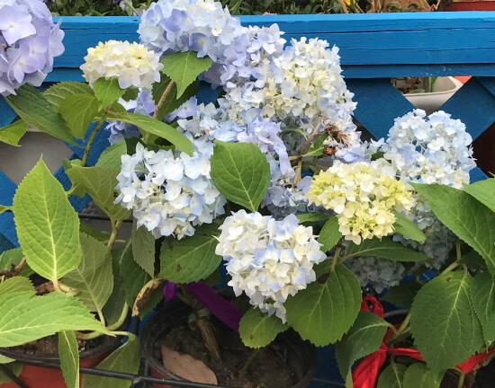 繡球花什么時候開花，繡球花一年開幾次花