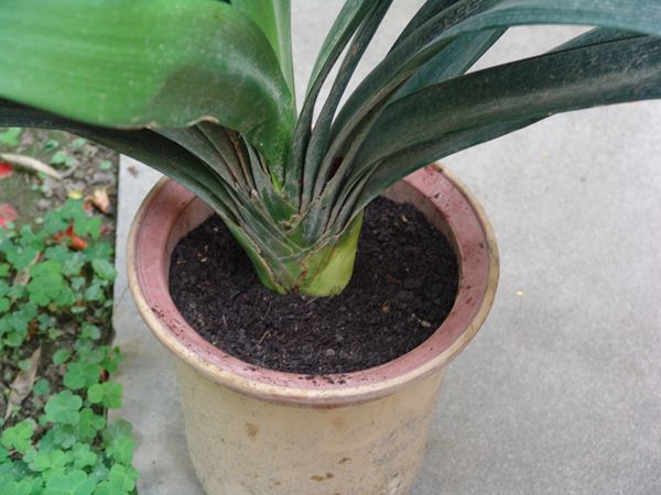 君子蘭施肥方法，加固肥和追液肥兩種方法讓你君子蘭年年開花