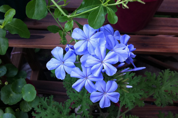 藍(lán)雪花多久澆一次水，根據(jù)季節(jié)變化和生長情況調(diào)整