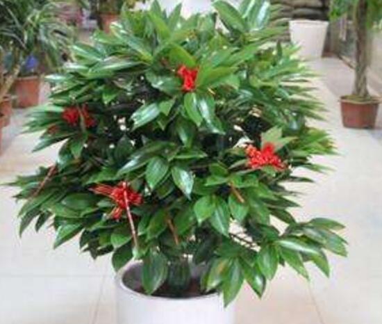 平安樹開花嗎，平安樹養(yǎng)多久可以開花