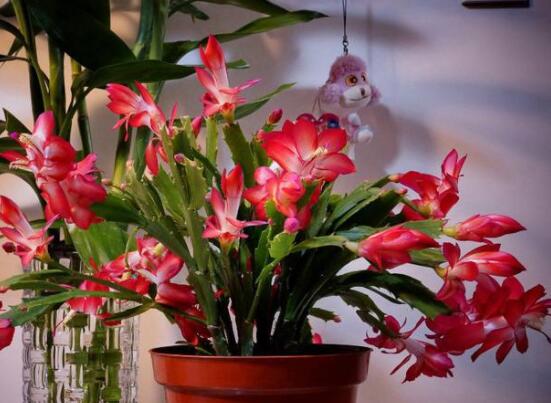 蟹爪蘭冬天能開花嗎，冬季做好六點(diǎn)養(yǎng)護(hù)措施便可花開爆盆