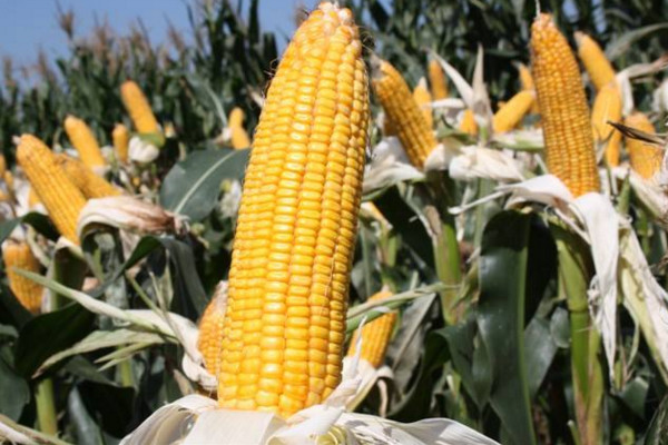 玉米靠什么傳播種子，通過風(fēng)、動(dòng)物、人進(jìn)行傳播