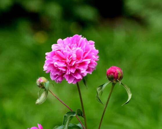 芍藥花能美容嗎，能/美容養(yǎng)顏、舒緩心情