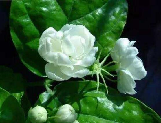 茉莉花爛根了怎么辦，換土換盆洗凈重新種植