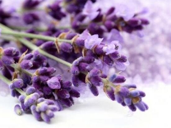 薰衣草怎么修剪，薰衣草的修剪方法