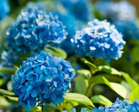 繡球花可以噴水嗎，可以/促進枝葉生長、花開茂盛