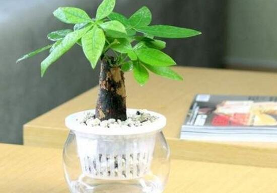 發(fā)財樹能水培嗎，教你快速學會發(fā)財樹水培方法