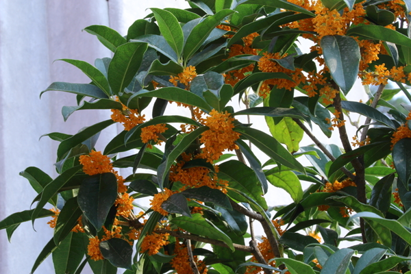 桂花的養(yǎng)殖方法和注意事項(xiàng)，桂花養(yǎng)殖5大要點(diǎn)