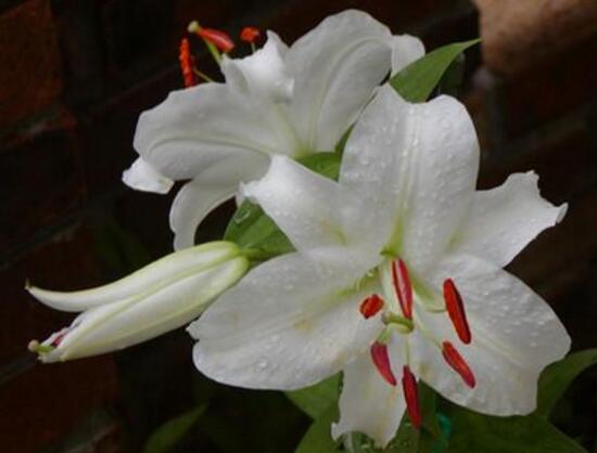 百合花怎么養(yǎng)，百合花的養(yǎng)殖方法和注意事項(xiàng)