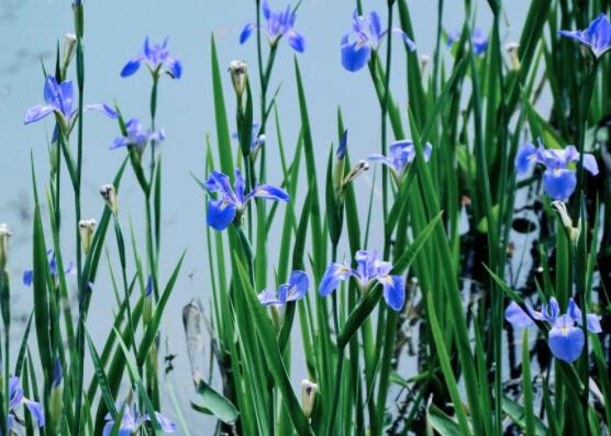 蘭花換盆后怎么澆水，等到第二、三天澆水最為適宜