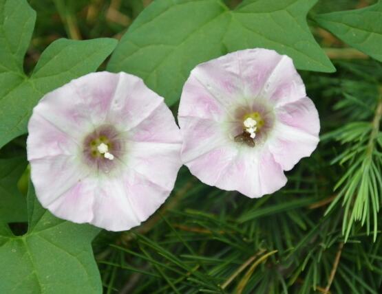 打碗花與牽?；ǖ膮^(qū)別，教你三種區(qū)別方法(株型/生長(zhǎng)習(xí)性/價(jià)值)