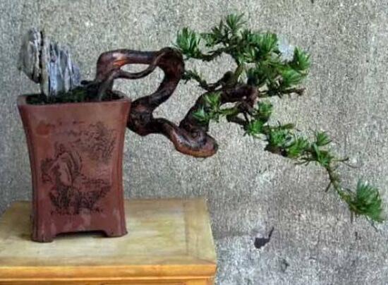 羅漢松施肥技巧，只需要五個(gè)步驟養(yǎng)的郁郁蔥蔥