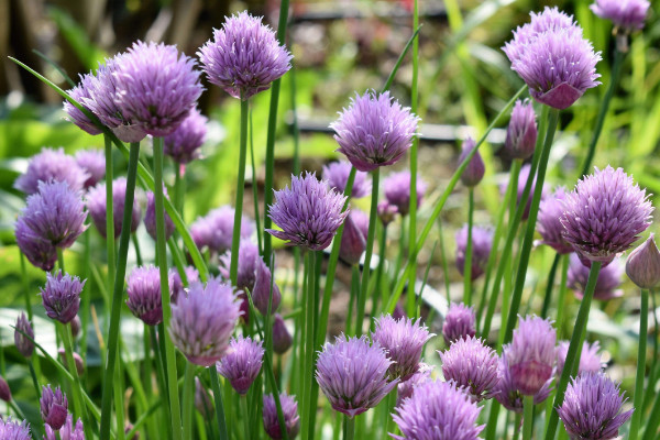 蔥頭花怎么養(yǎng)殖，生長(zhǎng)旺期需水量大要澆足澆透