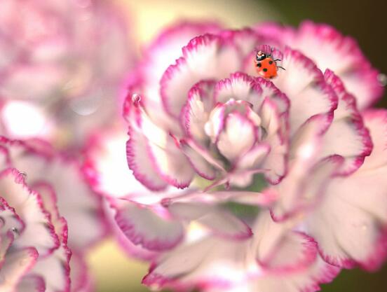 康乃馨怎么修剪，康乃馨修剪方法