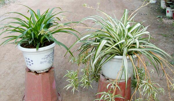 綠蘿吊蘭的扦插方法，5小步扦插出美麗的綠蘿吊蘭