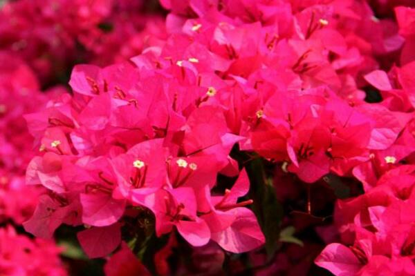 三角梅爛根怎么辦，修剪爛根后更換土壤重新養(yǎng)護(hù)