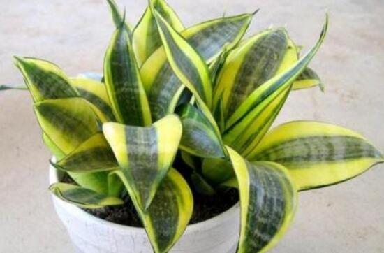 虎皮蘭怎么繁殖，虎皮蘭扦插方法步驟