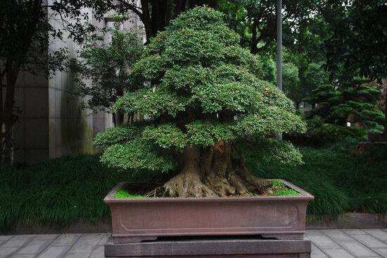 榕樹盆景為什么掉葉，四種原因以及解決辦法