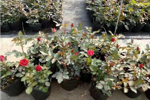 月季花可不可以淋雨，可以淋雨但不能過(guò)量