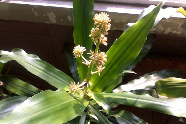 巴西木葉子發(fā)黃怎么辦，遮光控水/換土換盆