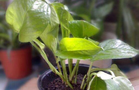 綠蘿怎么養(yǎng)，綠蘿養(yǎng)殖方法與注意事項