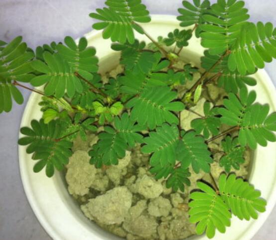 含羞草的作用與功效，預(yù)測地震、消腫止痛