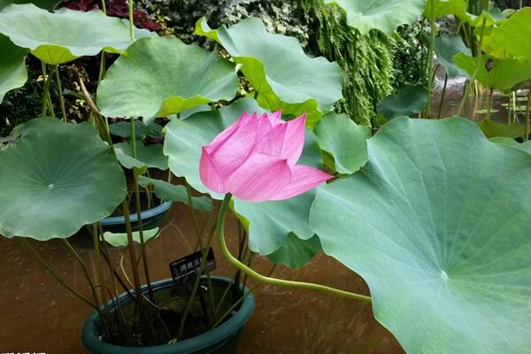 荷花養(yǎng)殖注意事項(xiàng)，以下5點(diǎn)最關(guān)鍵