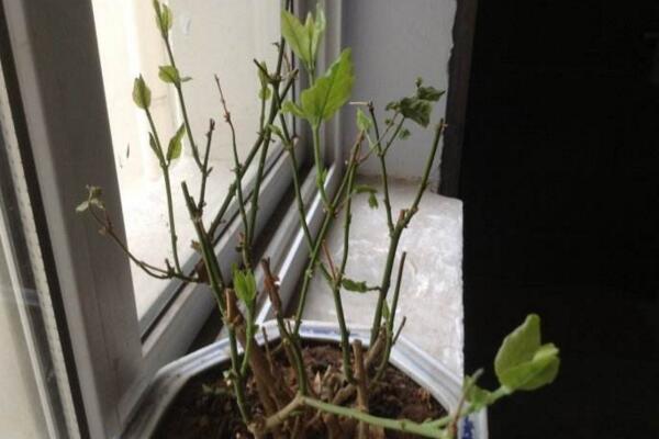 茉莉花葉子發(fā)黑怎么回事，最常見(jiàn)3種原因及處理方法