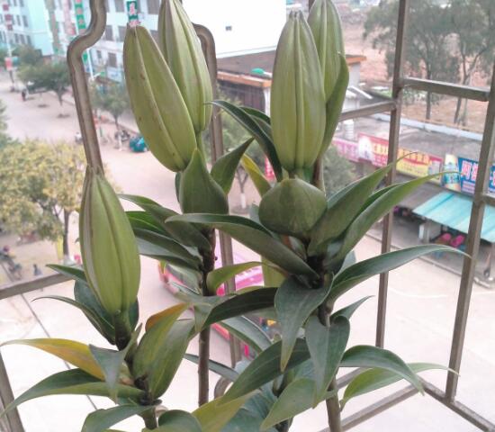 百合花葉子發(fā)黃怎么辦，教你五種方法讓它恢復生機