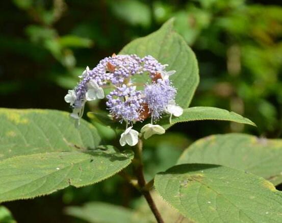 繡球葉子發(fā)白是什么病，主要是白粉病導(dǎo)致/及時防治