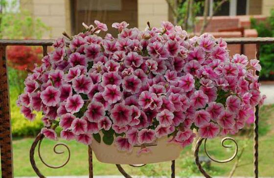 牽?；ㄓ卸締?，牽?；ㄟm合在室內(nèi)養(yǎng)嗎