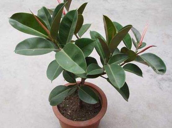 橡皮樹葉子發(fā)黃怎么辦，八個(gè)辦法變得郁郁蔥蔥