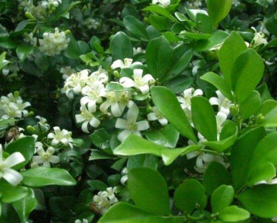 九里香花香的味道對人體有害嗎，有害/導(dǎo)致頭暈、胸悶