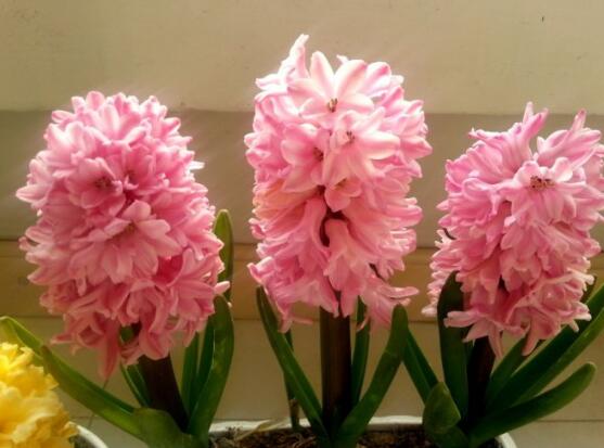 風信子的品種，風信子最美麗八大品種