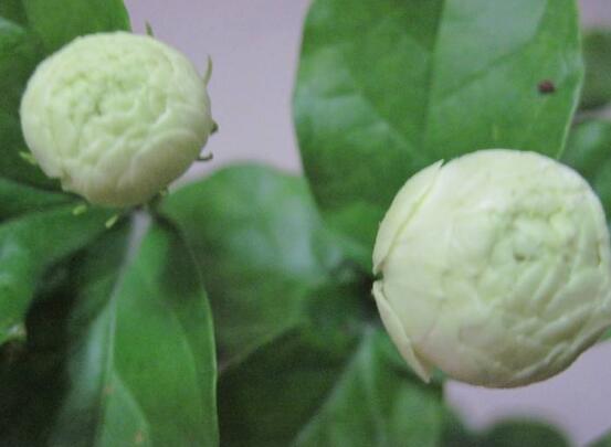 茉莉花品種，茉莉花最受歡迎八大品種