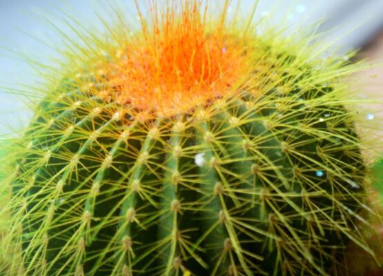 仙人球的作用與功效，美化環(huán)境、凈化空氣