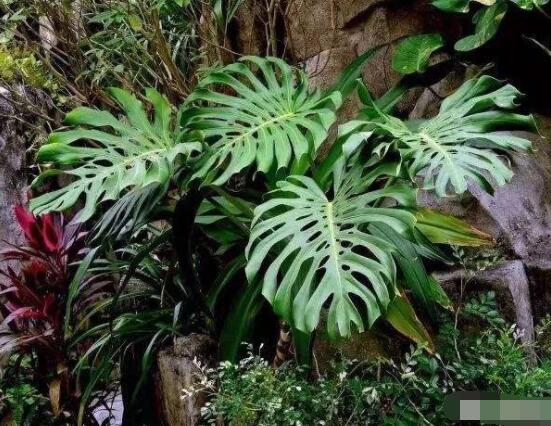 龜背竹好養(yǎng)嗎，老農總結最好養(yǎng)的六點基本方法