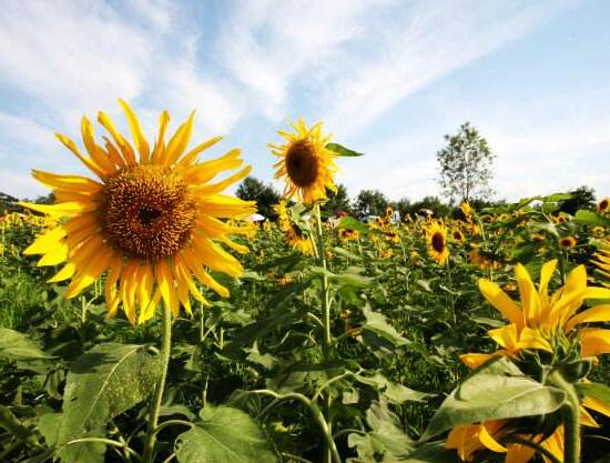 向日葵的特點是什么，向日葵為什么向著太陽