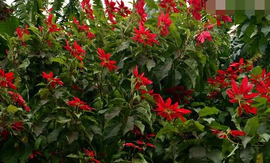 品紅種類有多少，一品紅種類大全(圖片)