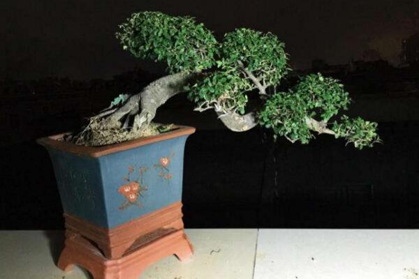 九里香修剪方法圖片，4步即可完成九里香的修剪